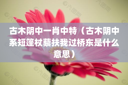 古木阴中一肖中特（古木阴中系短篷杖藜扶我过桥东是什么意思）