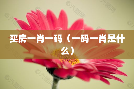 买房一肖一码（一码一肖是什么）